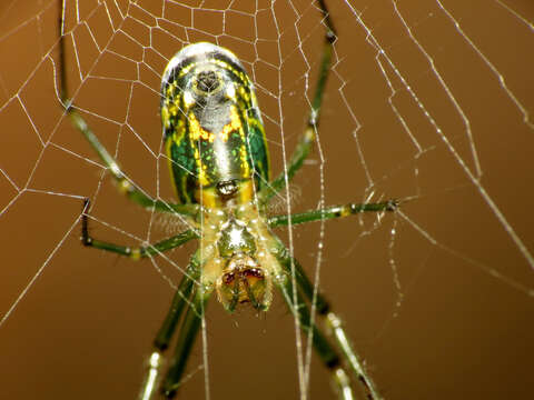 Image of Leucauge venusta (Walckenaer 1841)