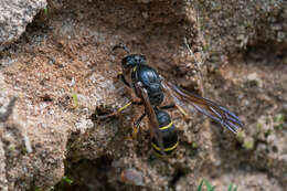 Sivun Symmorphus murarius (Linnaeus 1758) kuva