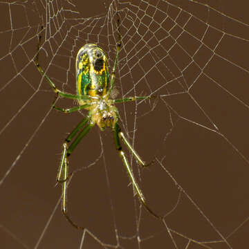 Image of Leucauge venusta (Walckenaer 1841)