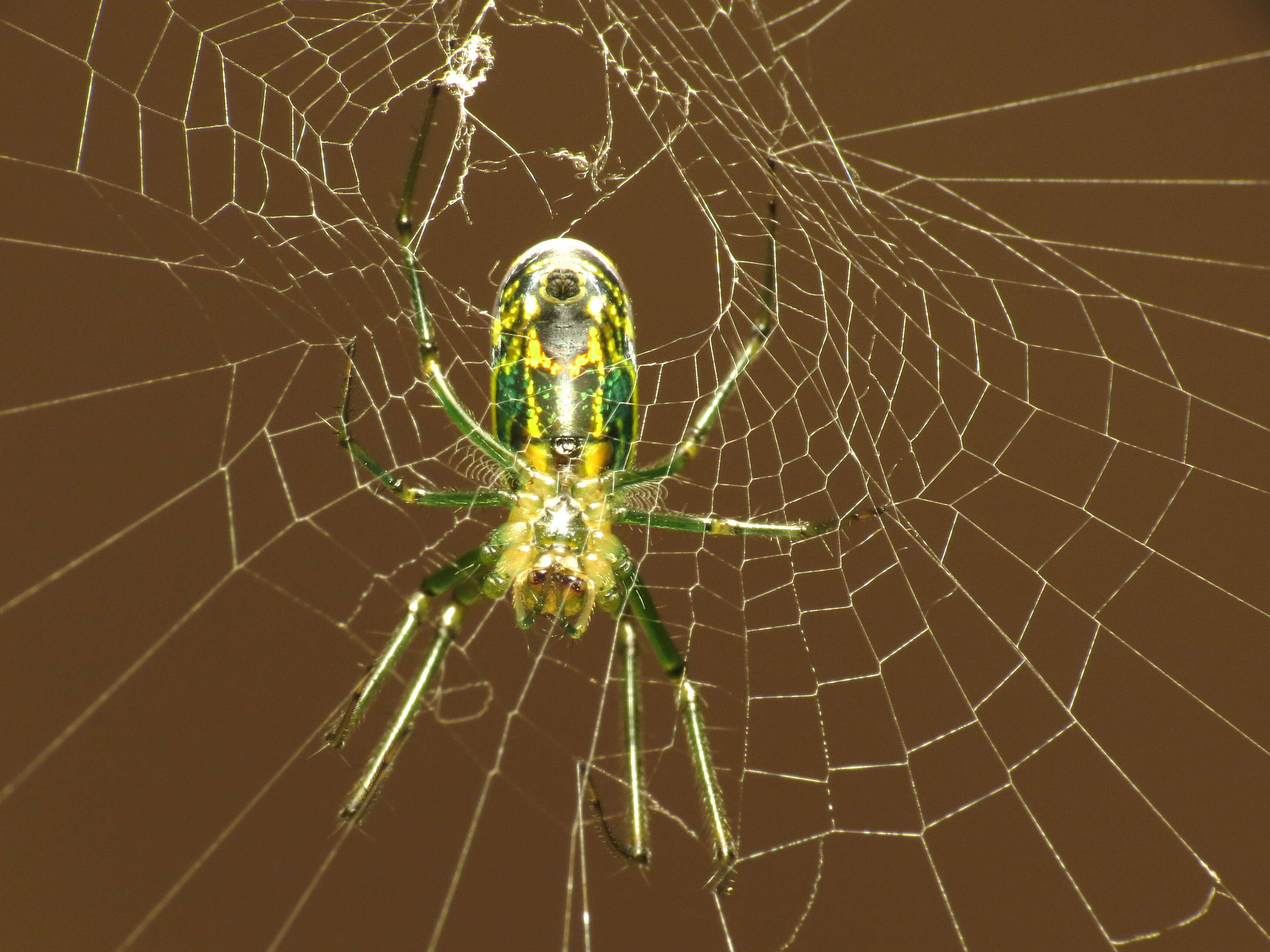 Image of Leucauge venusta (Walckenaer 1841)