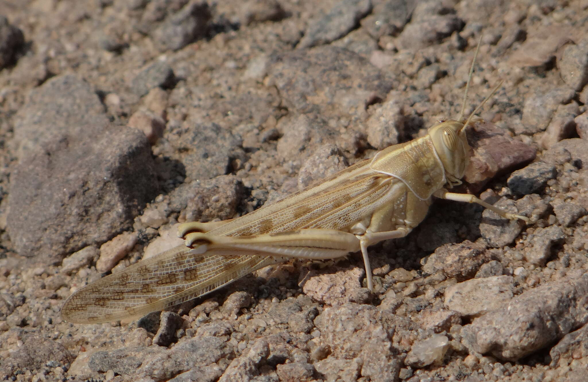 Schistocerca gregaria flaviventris (Burmeister & H. 1838) resmi