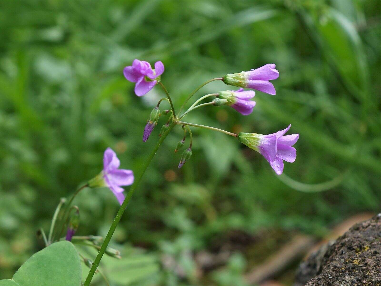 Image of broadleaf woodsorrel