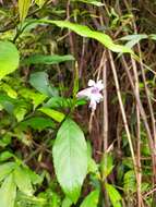 Strobilanthes longespicatus Hayata resmi