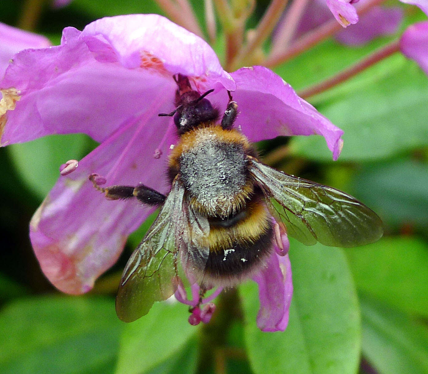 Image of Small garden bumblebee