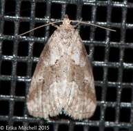 Image of White-lined Graylet