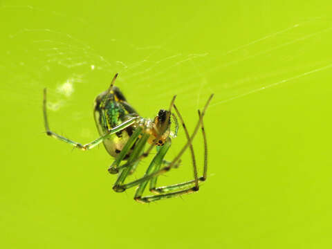 Image of Leucauge venusta (Walckenaer 1841)