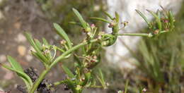 Image of Centella sessilis Adamson