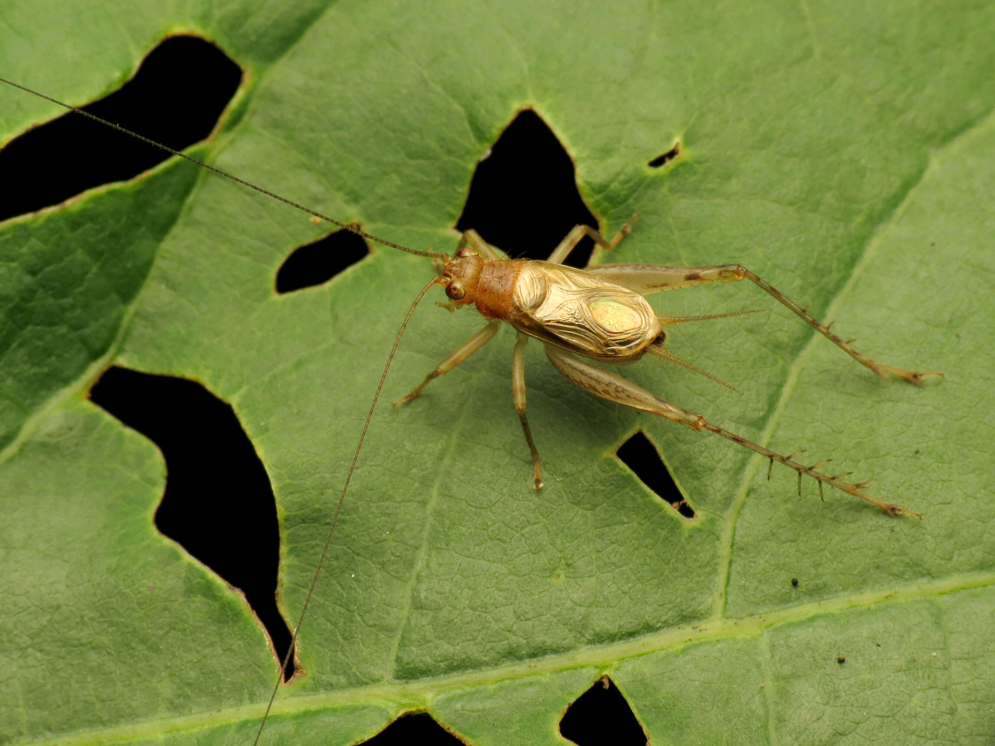 Image of Brown Trigs