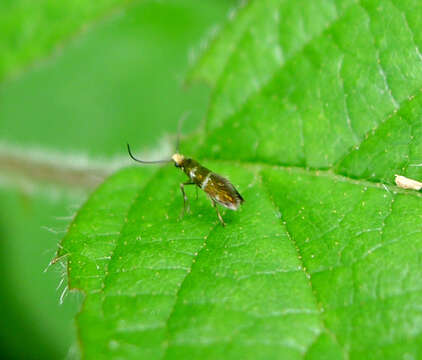 Imagem de Micropterix aruncella Scopoli 1763