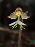 Image of Anoectochilus formosanus Hayata