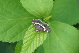 Image of Beet webworm moth