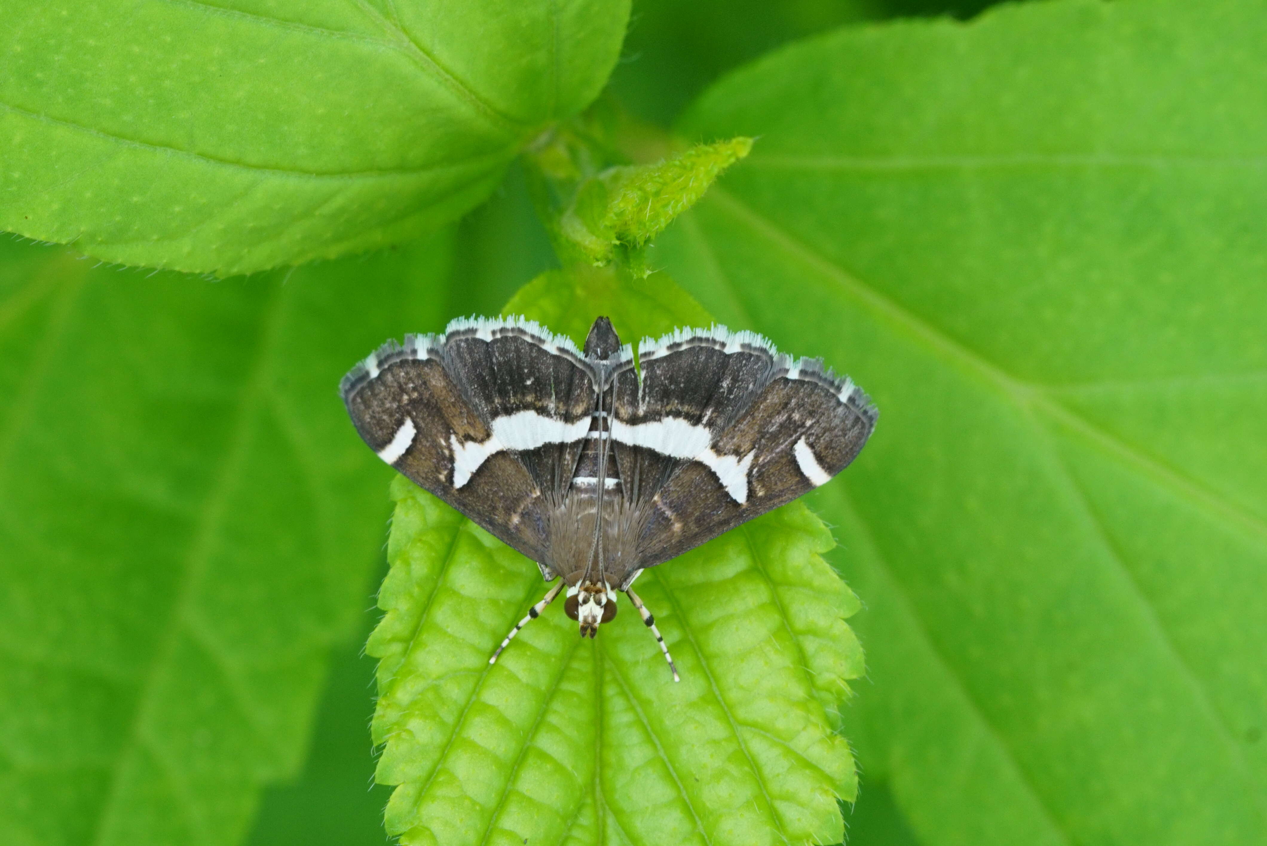Image of Beet webworm moth
