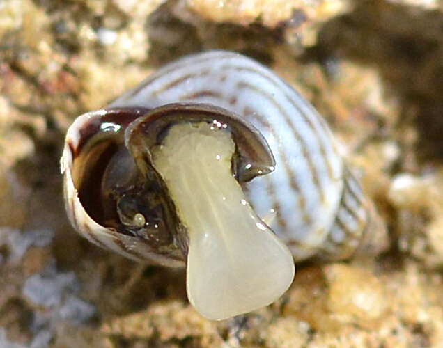 Image of zebra periwinkle