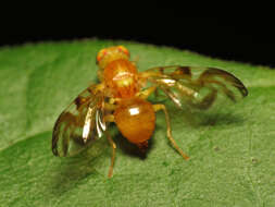 Image of Sunflower Maggot