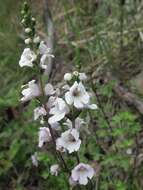 Sivun Euphrasia collina subsp. paludosa (R. Br.) W. R. Barker kuva