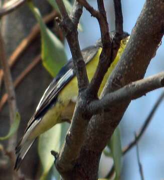 Image of Lesser Goldfinch