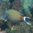 Image of Fowler's Surgeonfish