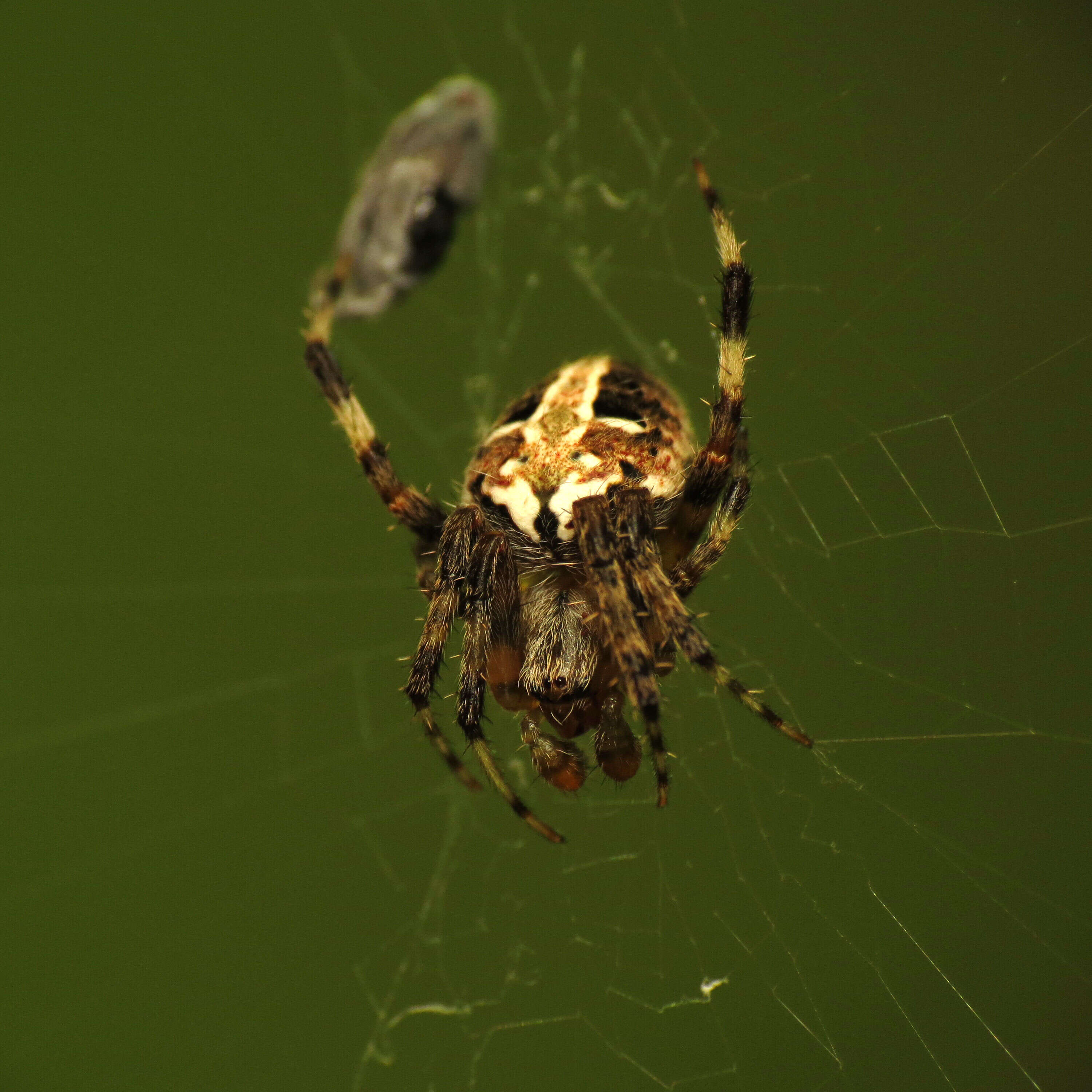 Image of Spotted Orbweaver