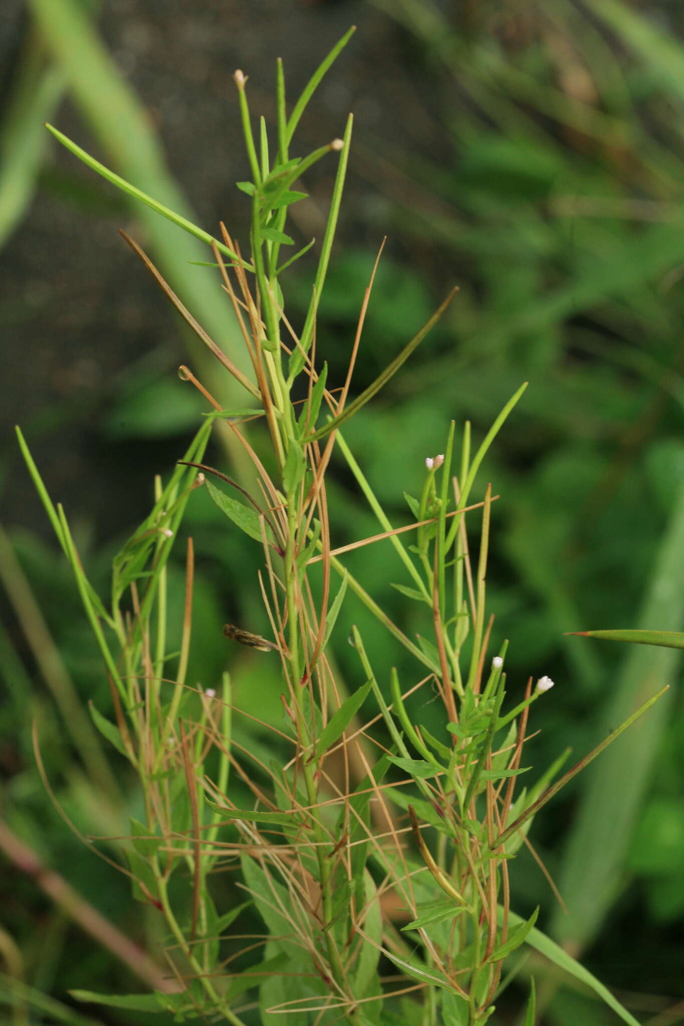 Image de Epilobium amurense subsp. cephalostigma (Haussknecht) C. J. Chen, P. C. Hoch & P. H. Raven