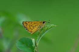 Image of Bush Hopper