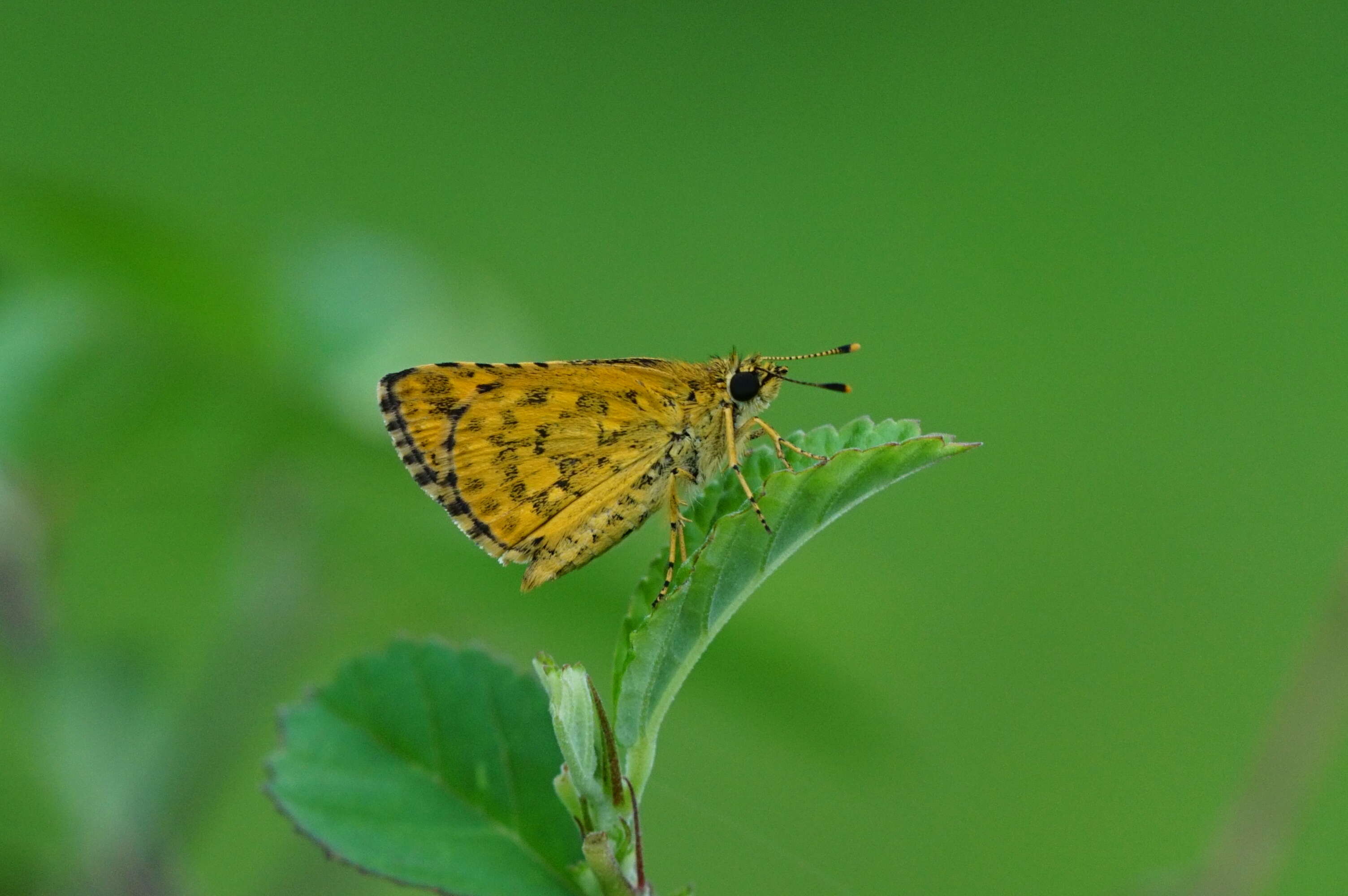 Image of Bush Hopper