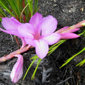 Слика од Watsonia fourcadei J. W. Mathews & L. Bolus