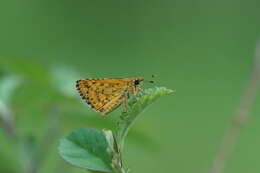 Image of Bush Hopper