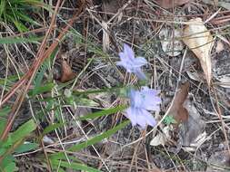 Image de Lobelia glandulosa Walter