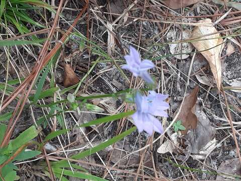 Image of Glade Lobelia