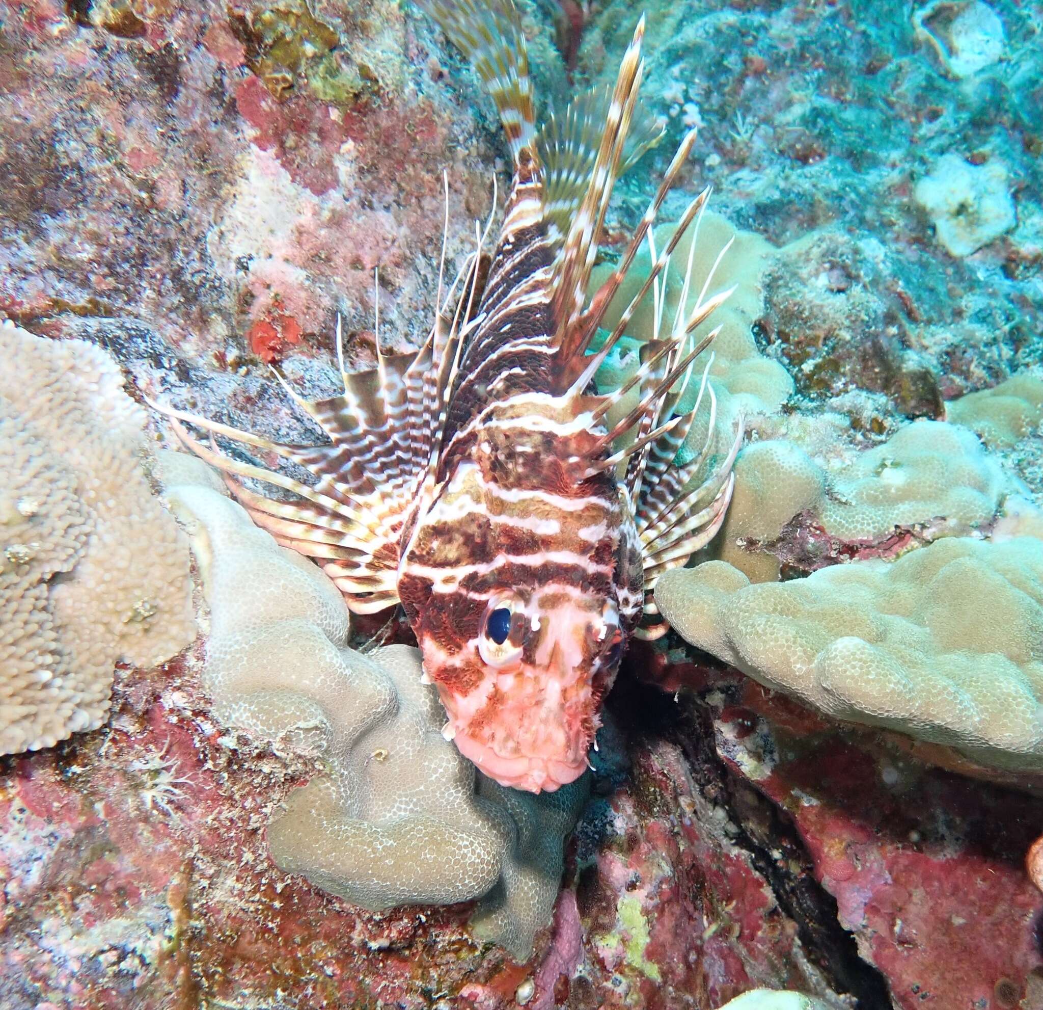 Pterois sphex Jordan & Evermann 1903 resmi