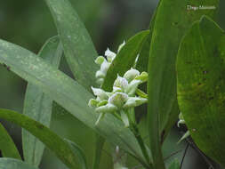 Image of Prosthechea chacaoensis (Rchb. fil.) W. E. Higgins