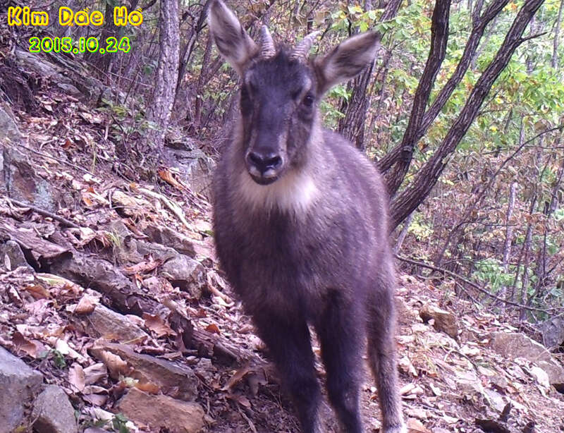 Image of Chinese Goral