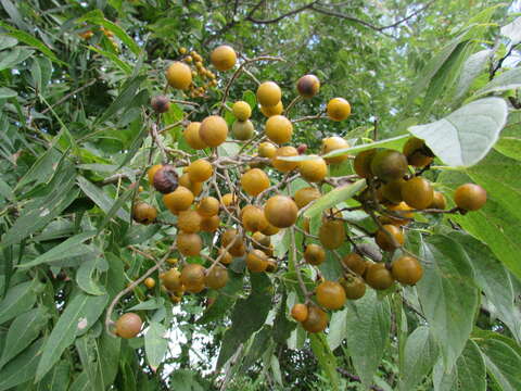 Image of western soapberry