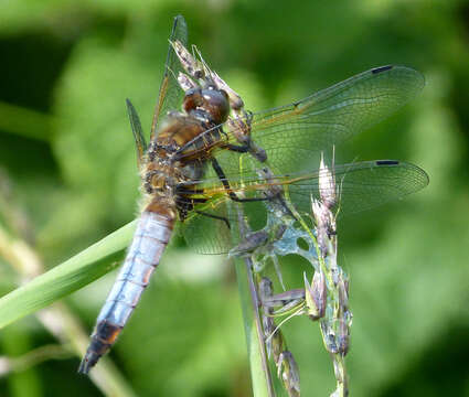 Image of Blue Chaser