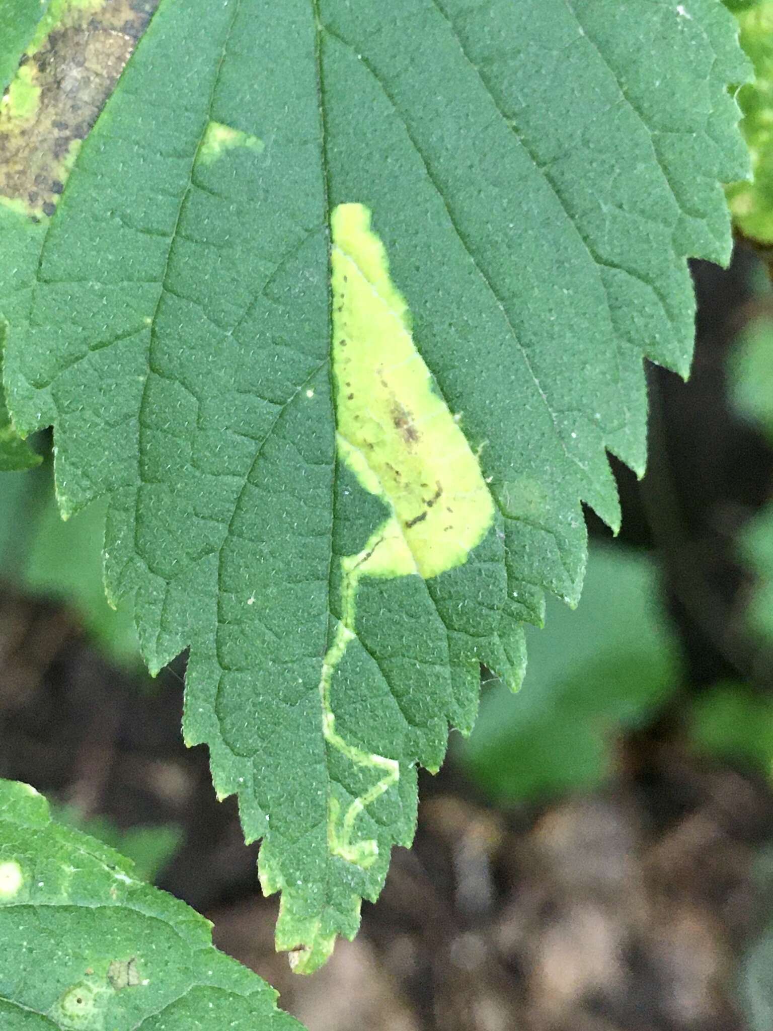 Image of Phyllonorycter celtisella (Chambers 1871)