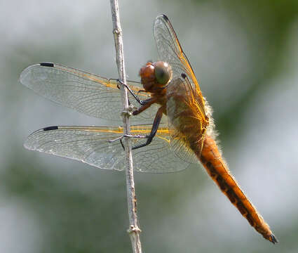 Image of Blue Chaser