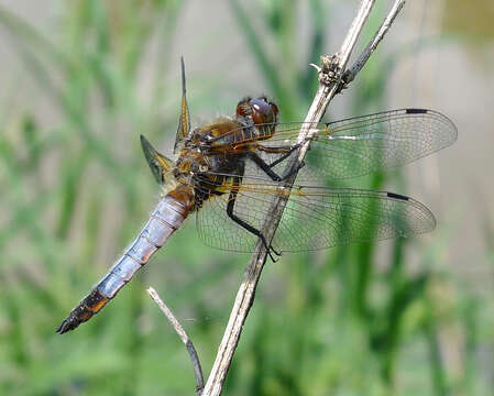 Image of Blue Chaser