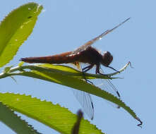 Image of Blue Chaser