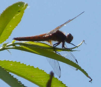 Image of Blue Chaser