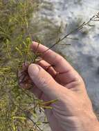 Image of Micromyrtus littoralis A. R. Bean