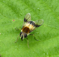 Image of Leucozona lucorum (Linnaeus 1758)