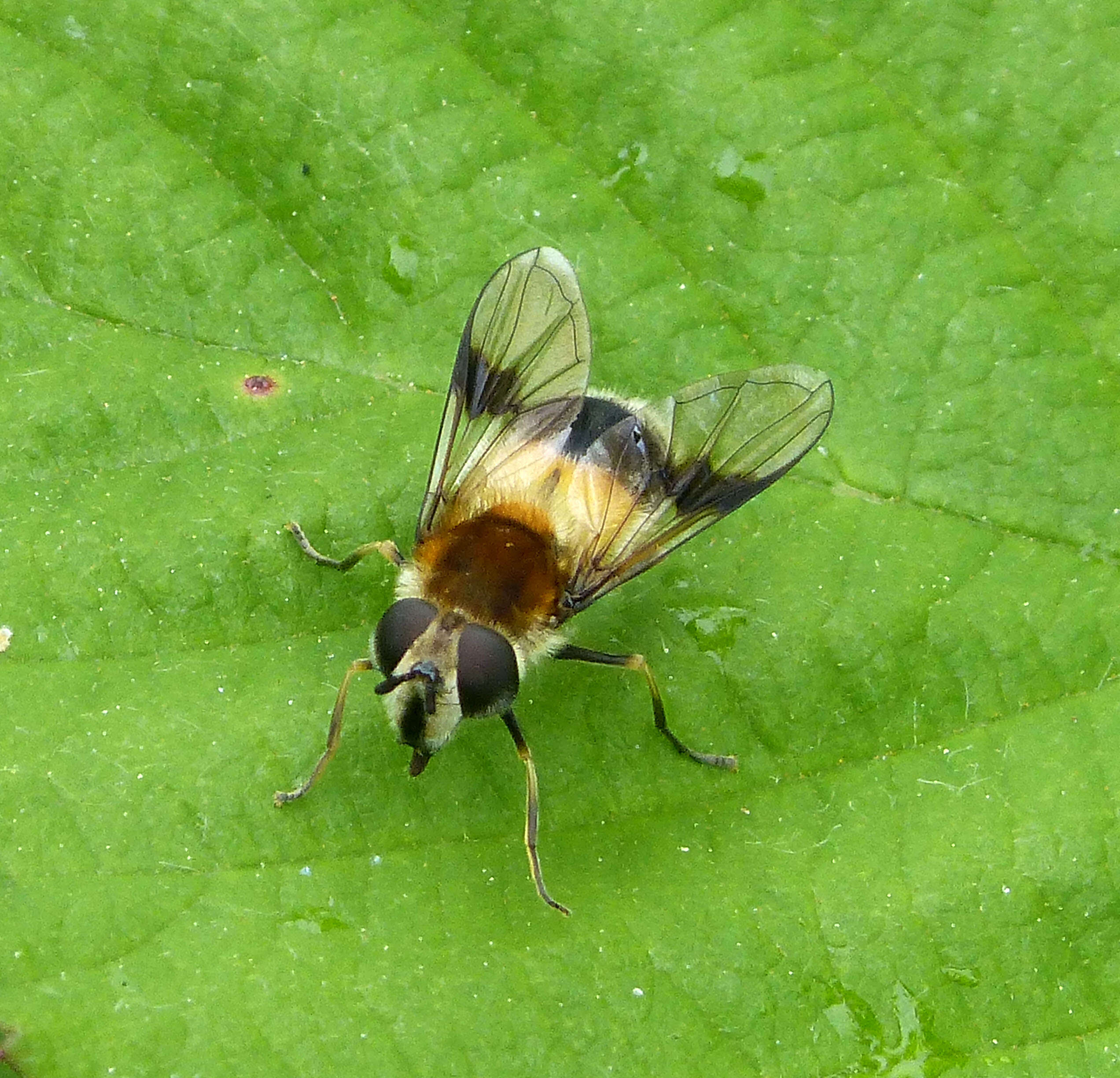 Image of Leucozona lucorum (Linnaeus 1758)