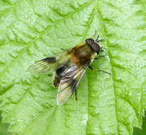 Leucozona lucorum (Linnaeus 1758) resmi