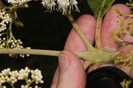 Image of Callicarpa acuminata Kunth