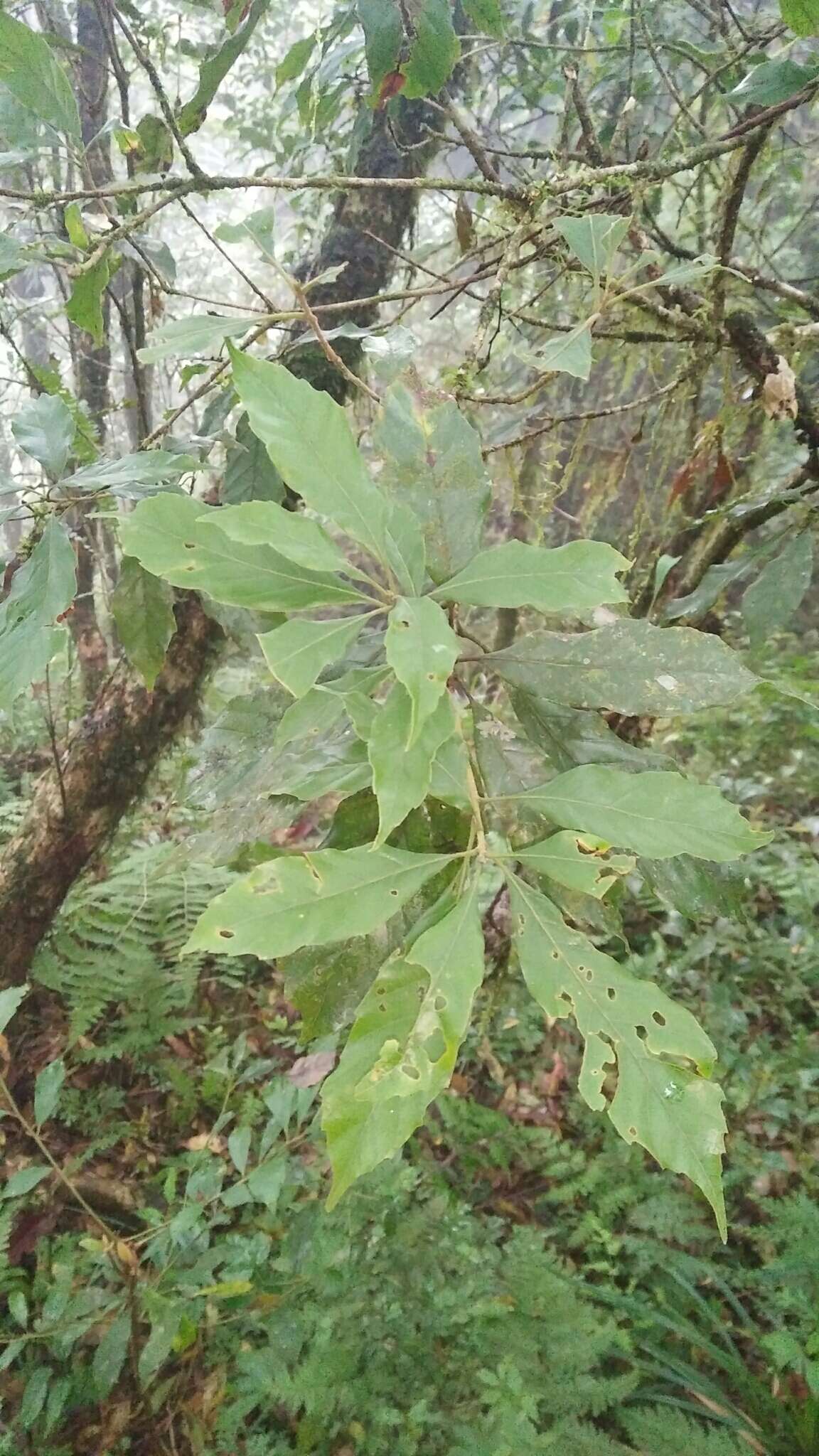 Слика од Lithocarpus corneus (Lour.) Rehder