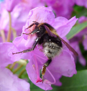 Image of Small garden bumblebee