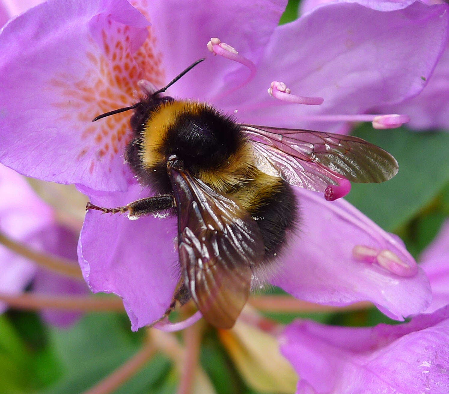 Image of Small garden bumblebee