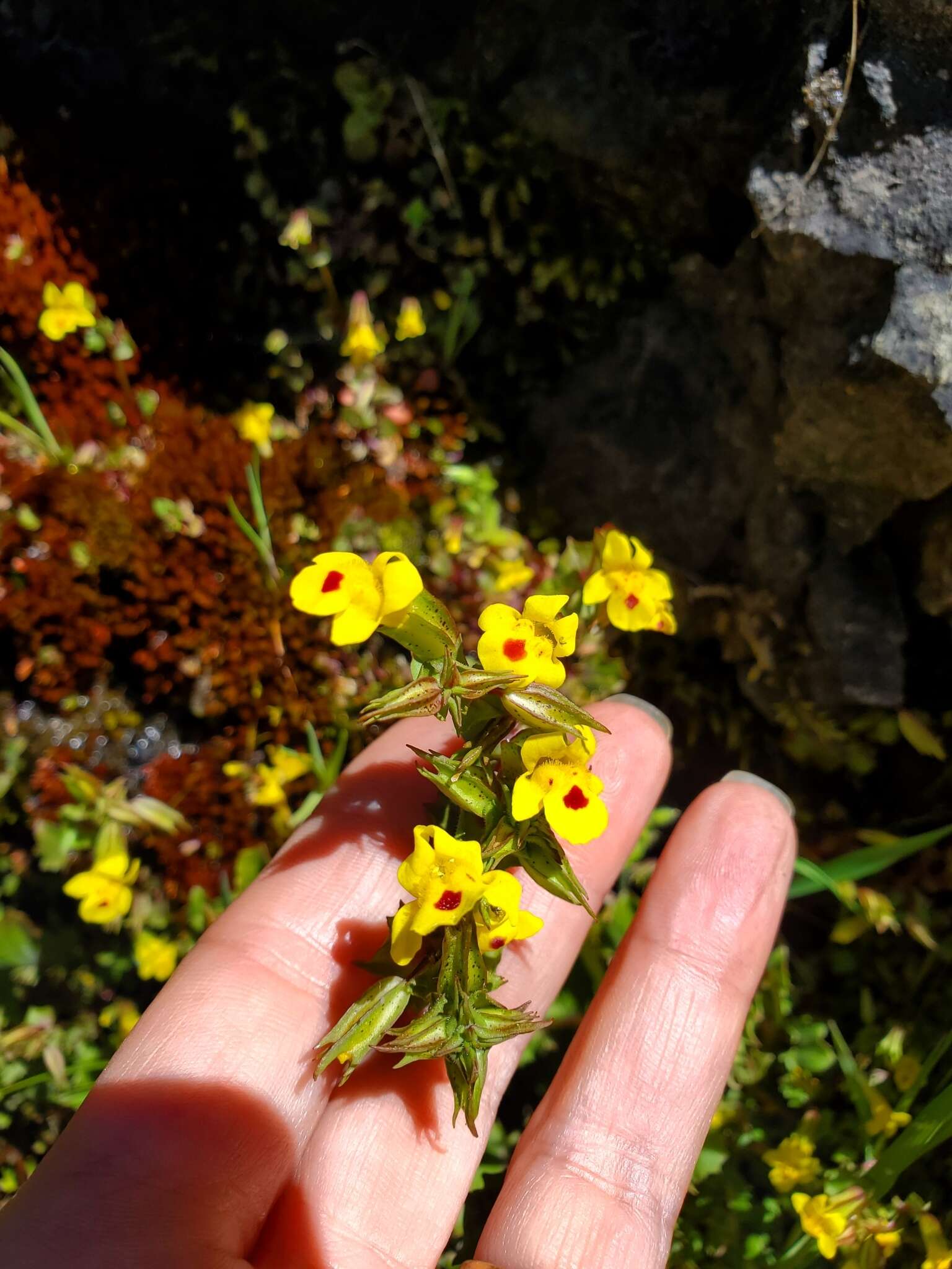 Image of Erythranthe nasuta (Greene) G. L. Nesom