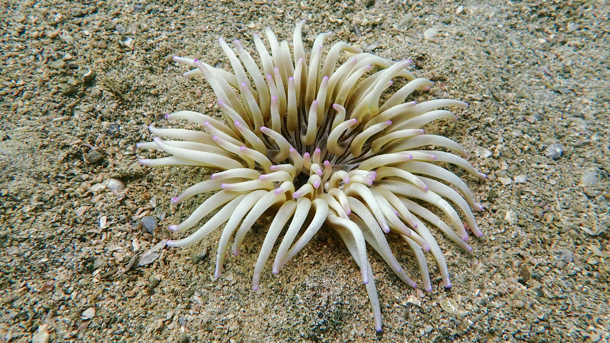 Image of Golden anemone