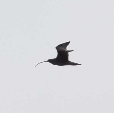 Image of Eastern Curlew